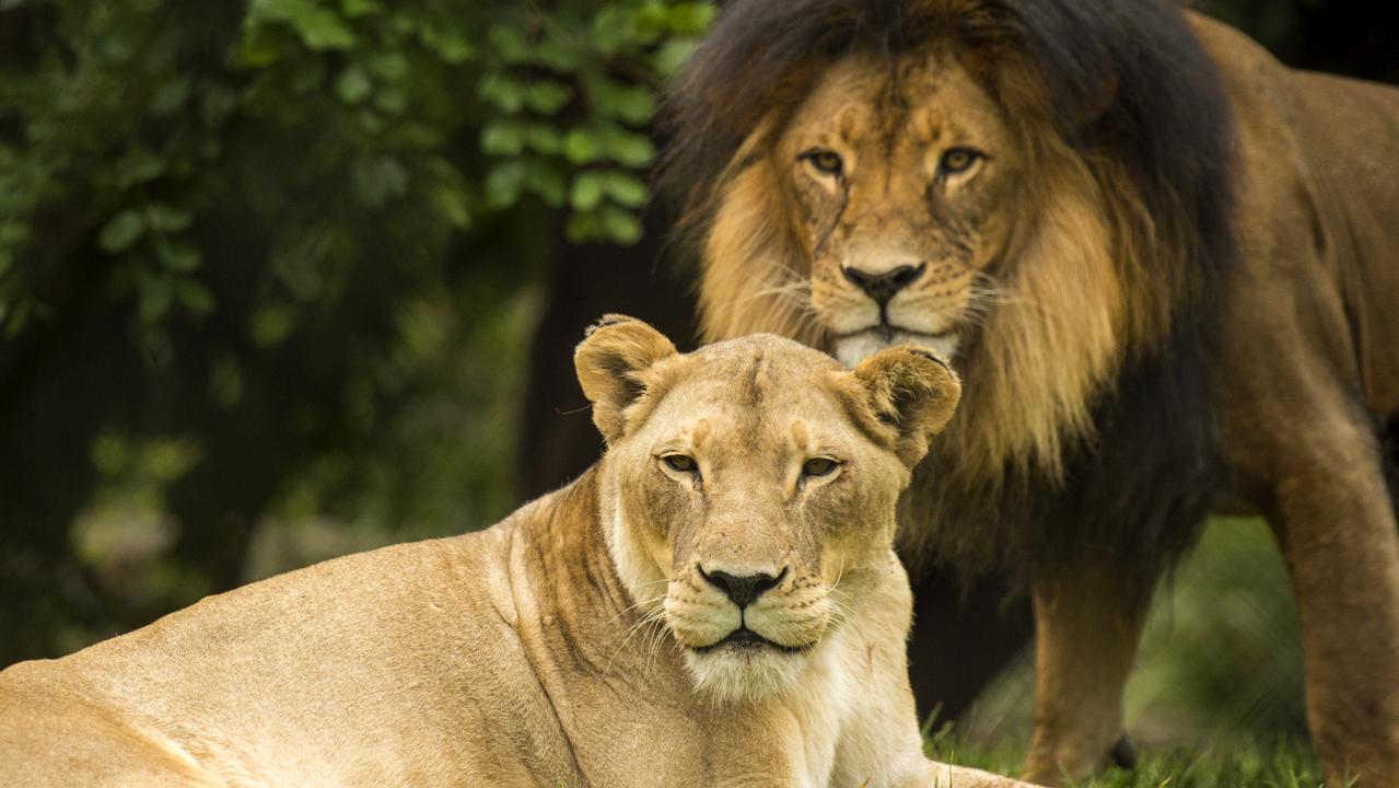 South Aussies react to death of grieving lioness