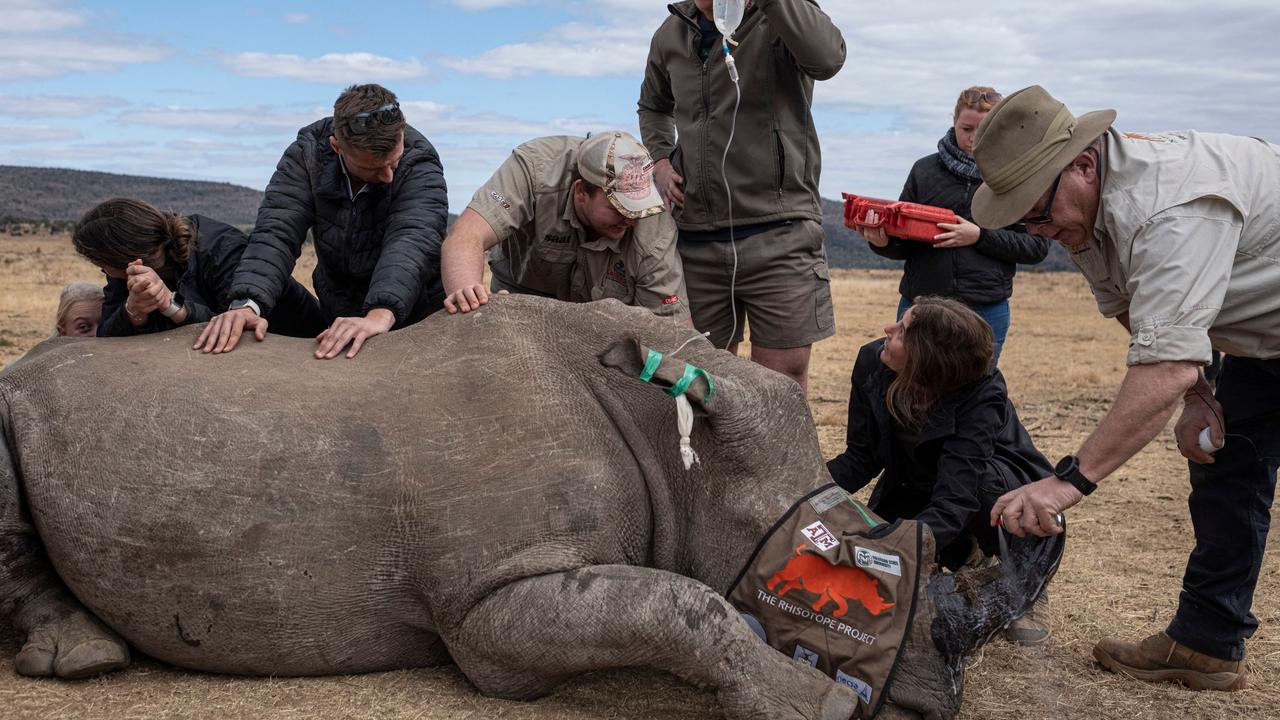 A sedated rhinoceros lies unconscious after professor James Larkin (R) carefully implanted a calculated radioactive material into its horns. Picture: AFP