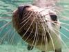 EMBARGOED FOR SA WEEKEND. Seals encountered on the Baird Bay Ocean Eco Experience at Baird Bay, Eyre Peninsula. Picture: Robert Lang, Robert Lang Photography.