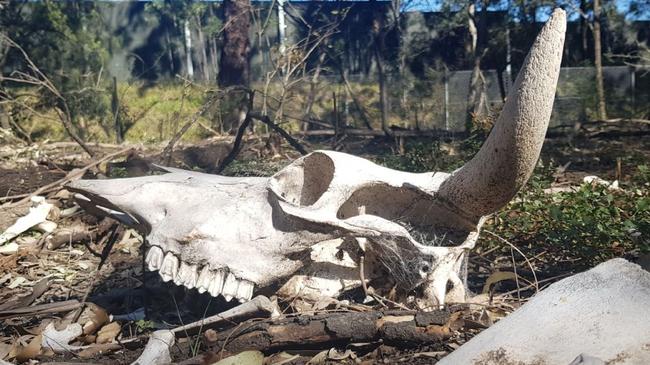 The skull of a steer at the old Riverlands Golf Course. Courtesy: Colin Gibson/Bankstown Bushland Society