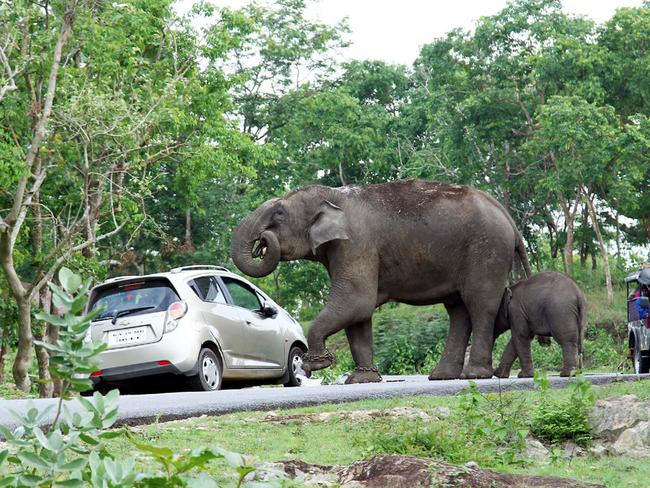 ***ONE TIME WEB USE ONLY*** ***PLEASE CONTACT NETWORK PIC DESK FOR PRINT USE*** Must Credit Caters/Picture Media PIC BY AUSTIN CHERUPUZHA / CATERS NEWS - (Pictured: Elephant eating the bag) A family got more than they bargained for when trying to grab a selfie with an elephant - after it reached into their car and stole a handbag. The cheeky pachyderm quickly devoured the contents - including debit cards and cash - leaving a heap of the tourists possessions on the floor in Bandipur National Park, India. Eye-witnesses said the elephant had first charged the tourists car after becoming rilled by the shutter sound, and was protecting her calf. The unique sequence of images were captured by wildlife photographer Austin Cherupuzha.