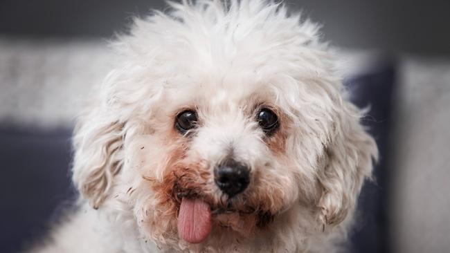 Rosie has been crowned the winner of SA’s ugliest dog competition. Picture: Kelly Barnes