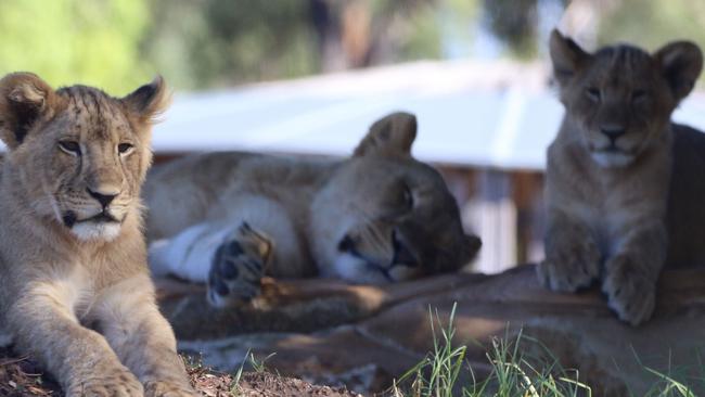 The three cubs were successfully introduced to their older sisters and parents. Photo: Taronga Western Plains Zoo