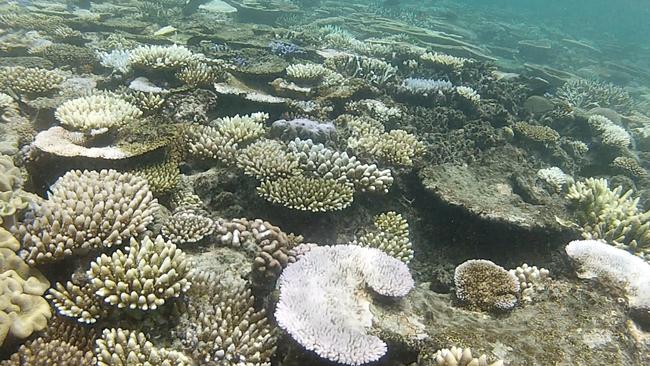 White out: Some of the coral bleaching that occurred at Moore Reef in 2017.