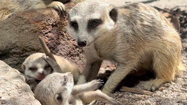 Tasmania Zoo's meerkat pups celebrated their one-month birthday on Christmas Eve, pictured with their parents Rose and Gilligan. Picture: Chloe Koch