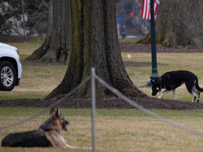 First dogs Champ and Major Biden on the South Lawn of the White House. Picture: AFP