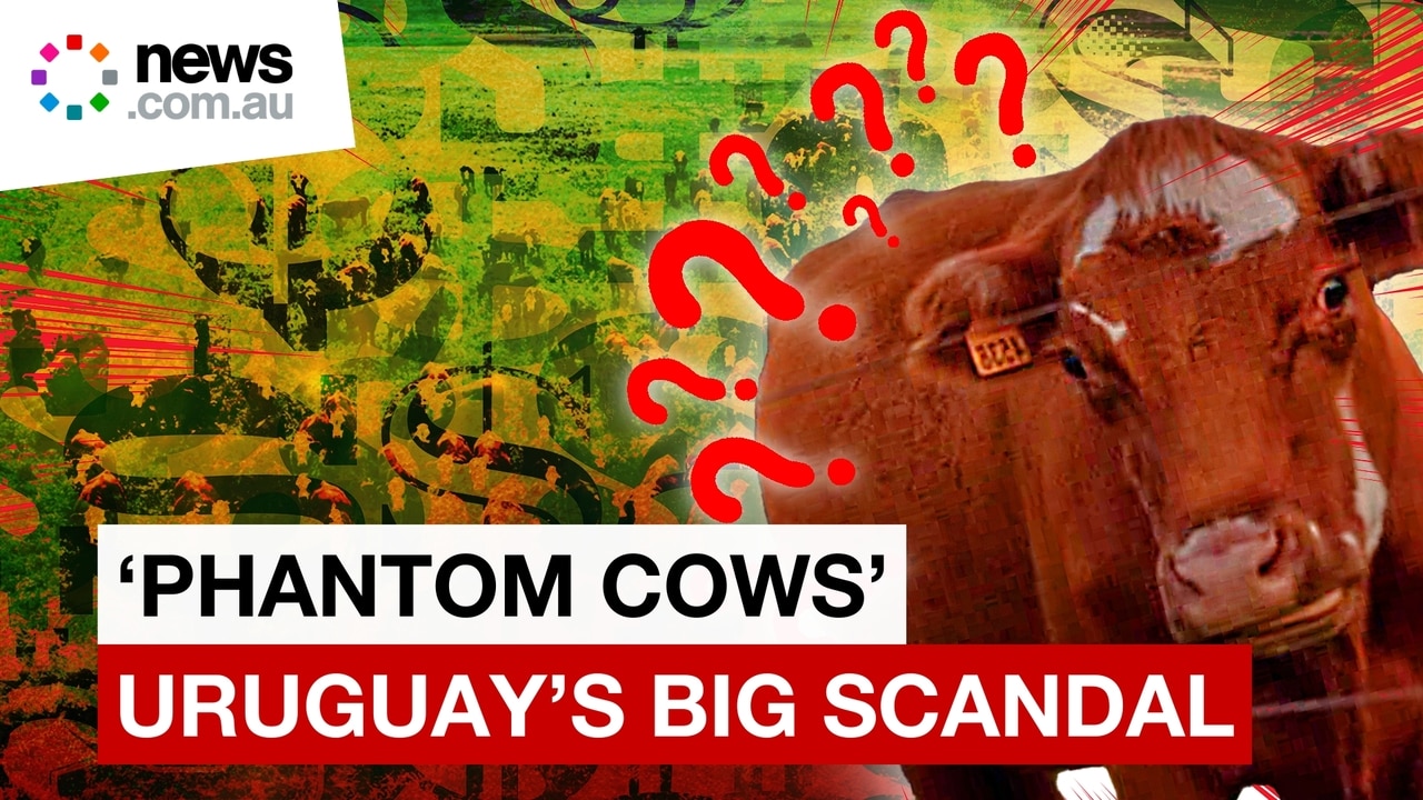 Phantom cows and missing millions spark scandal in Uruguay