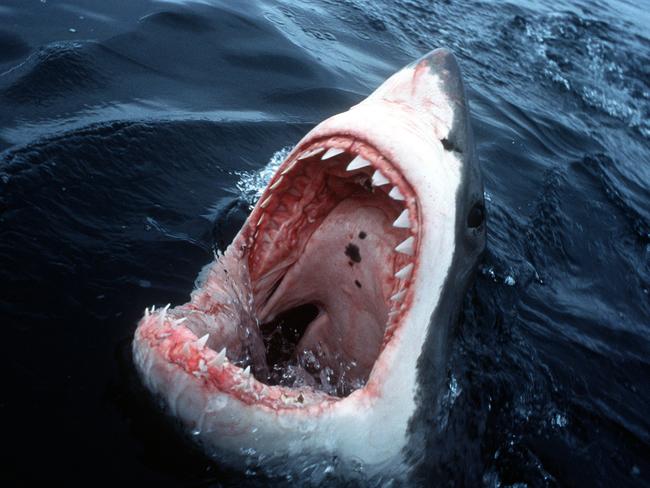 Ballina Shire mayor David Wright said the recent shark attacks had a “huge impact” on the town.