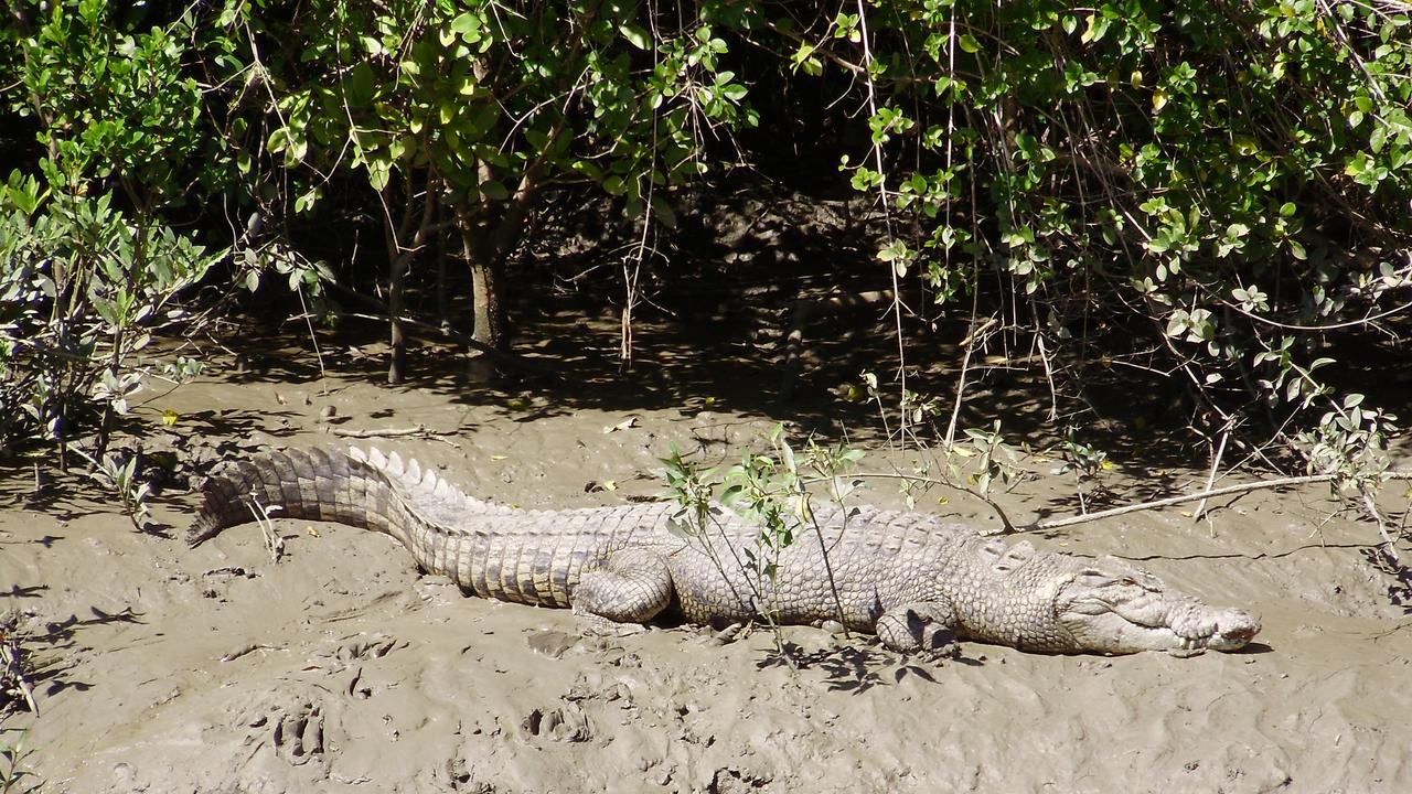 Crocodile at Brighton foreshore : r/brisbane