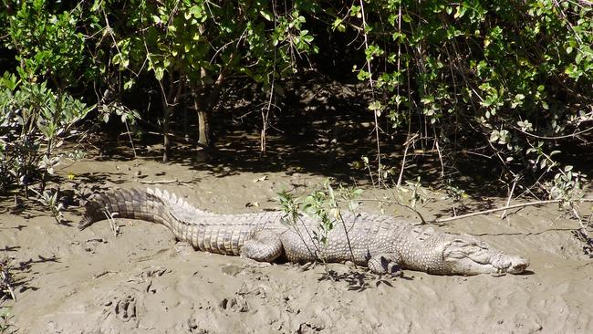 A crocodile sunning himself on the banks of the Proserpine River (file photo).