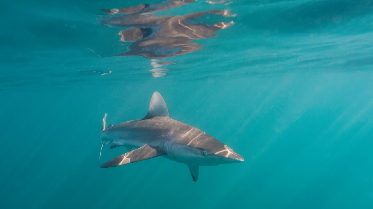 Drones boost shark sightings along NSW coast