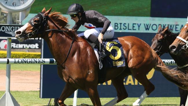 Gin Martini can continue her march towards next week's Sydney Cup with a win at Randwick on Saturday. Picture: Grant Guy