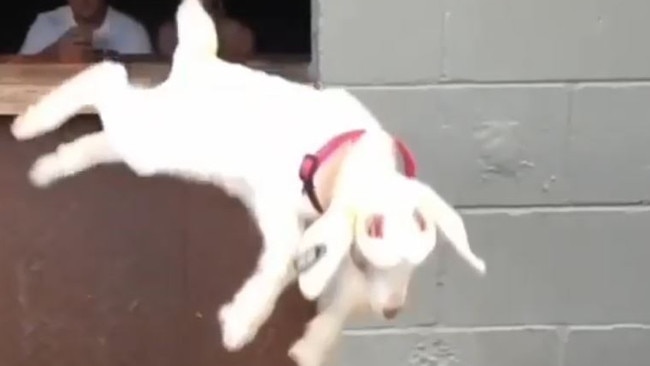 The goats have also been seen being thrown or dropped to the ground. Photo: Instagram