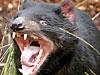 Tasmanian devil / AP