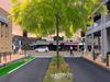 Trees planted in Kensington Rd under 40km/h speed limit plan