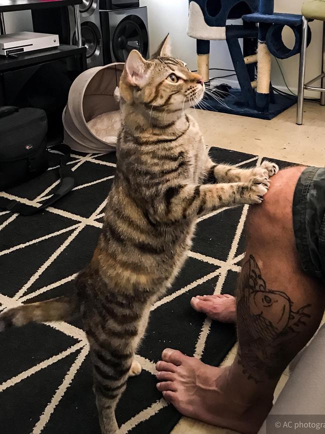 Mayhem is the cutest cat. ‘Please dad, can I have some of your food? Please!!!’ Picture: Amber Chambers, Alice Springs