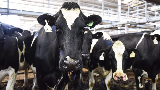 Friesian cows at a mixed vendor dairy sale at the Shepparton Saleyards last year.