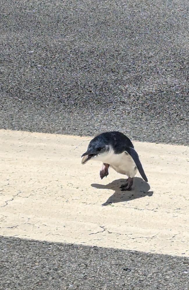 This little penguin stopped a plane from taking off in New Zealand. Picture: Wellington International Airport