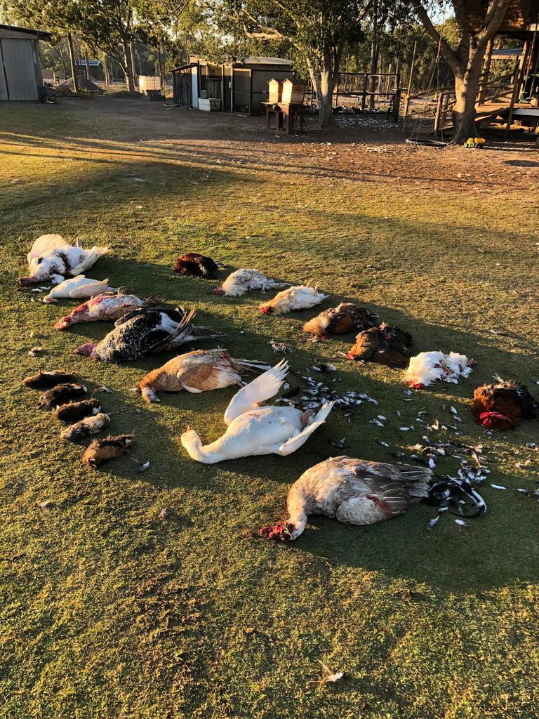 HEARTBREAKING: The devastating result after two pet dogs killed 22 pet rescue animals on Splitters Farm.