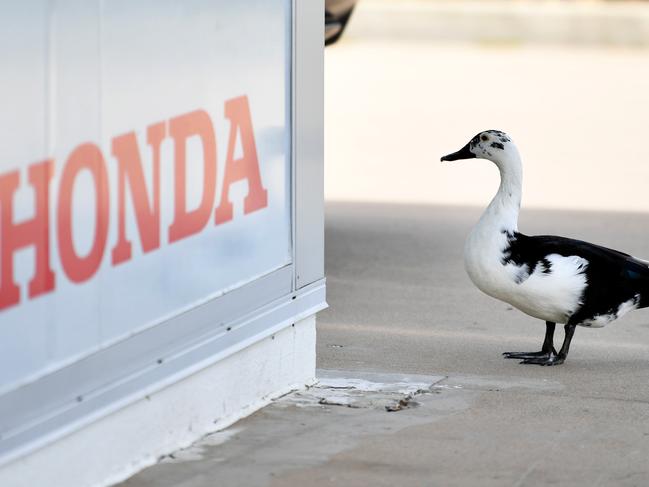 Townsville Honda was surprised when a duck showed up at their dealership. Staff fed and watered the duck and nicknamed him Jazzy. Picture: Alix Sweeney