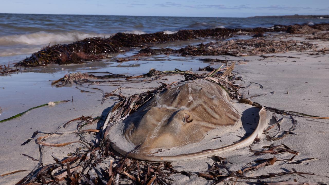 Dr Bossley said while no body knows exactly what will happen, he is hopefully the extreme weather will disperse the algal bloom. Picture: Stefan Andrews courtesy Great Southern Reef Foundation