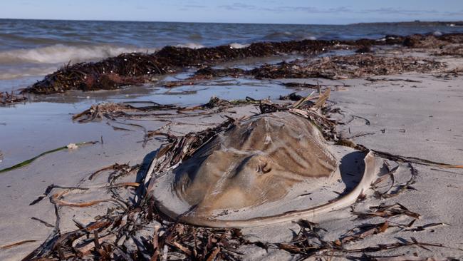 Dr Bossley said while no body knows exactly what will happen, he is hopefully the extreme weather will disperse the algal bloom. Picture: Stefan Andrews courtesy Great Southern Reef Foundation