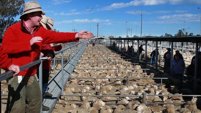 Ballarat Prime Sheep and Lamb sale. Generic sheep Generic Lamb, saleyard, BallaratPicture: ANDY ROGERS