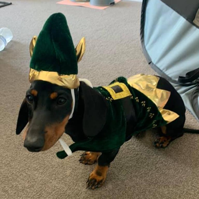 Tabitha Allen: “My baby miniature dachshund.”