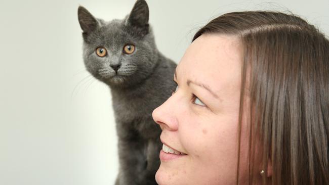 Geelong Animal Welfare Society offers special cat adoption price | Geelong  Advertiser