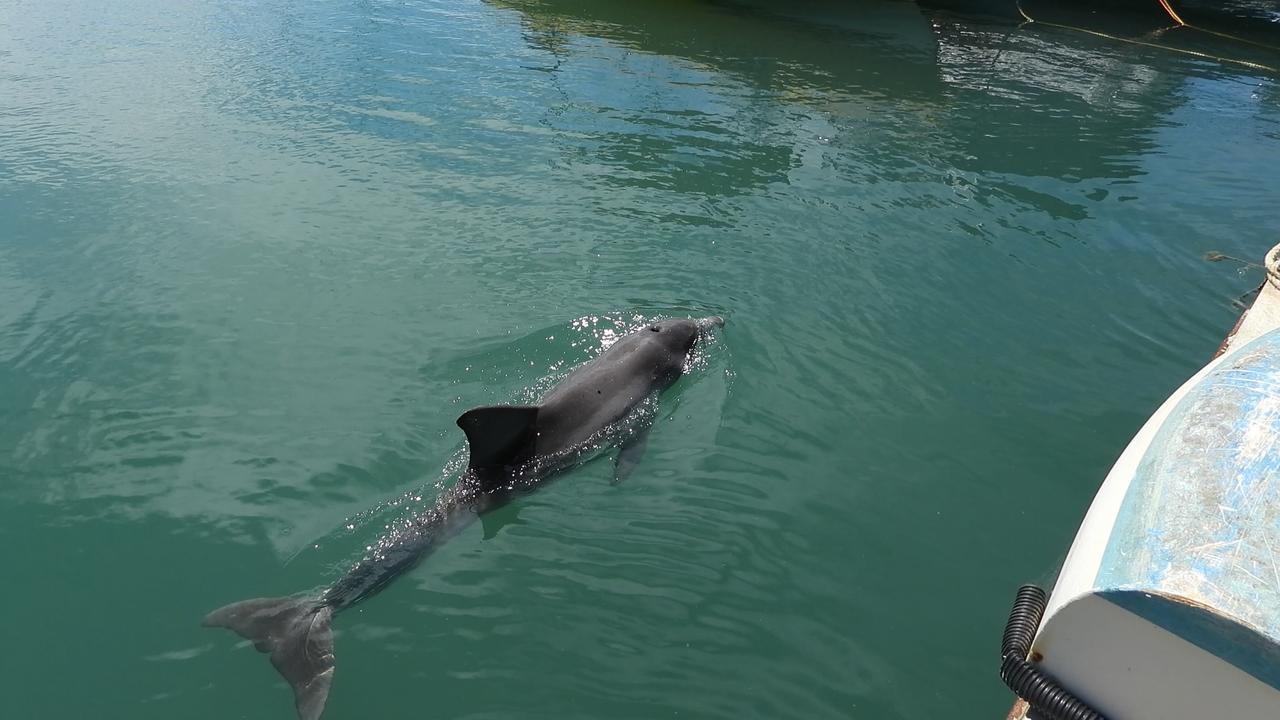 Adelaide news: Man saves baby dolphin by carrying it back out to sea at  Moana Beach