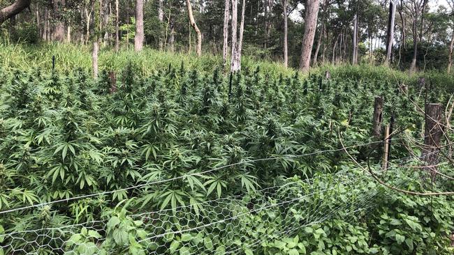 An illegal crop of cannabis Queensland police found in Mackay. Picture: Supplied