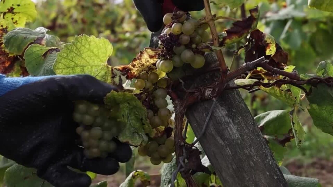 'Catastrophic' harvest facing French wine producers