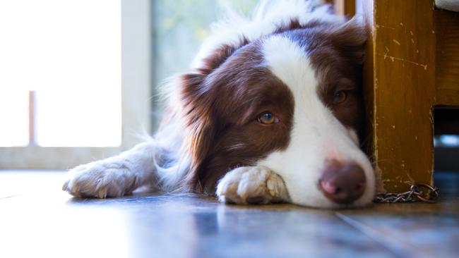 Learn how to save your dog’s life in a Red Cross Australia online course.