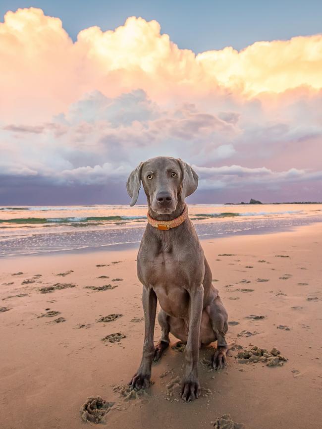 Pictures from Kerry Martin's last trip around Australia photographing dogs.