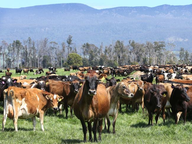 Dairy Farmer of the year winners Brian and Michelle Lawrence's herd at Meander