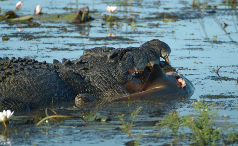 Crocs behaving badly | The Courier Mail