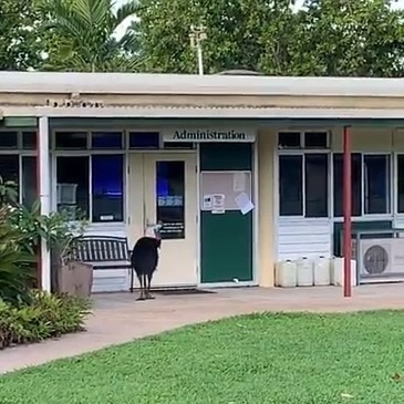 A cassowary goes back to school at Mission Beach