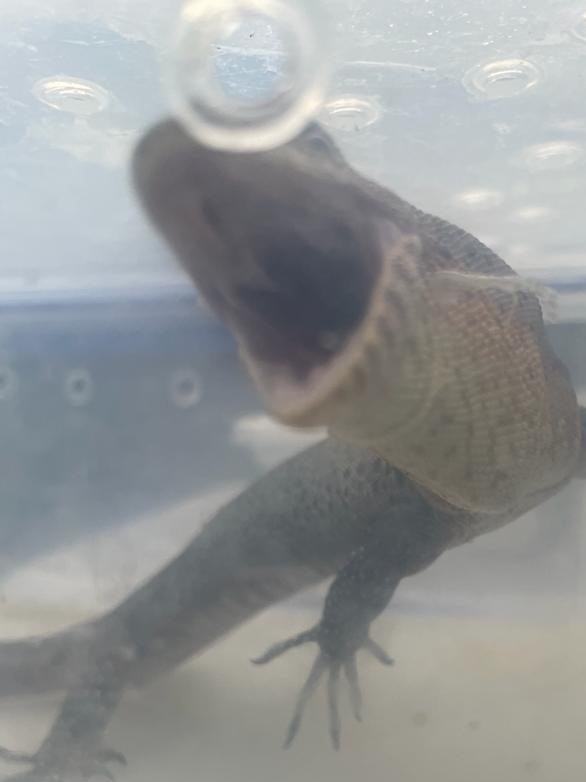 Police seized dangerous lizards such as goannas as well as smaller lizards such as blue-tongues.