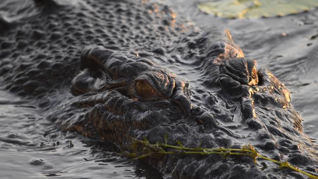 A supplied picture of a crocodile from NT Parks, Wildlife and Heritage