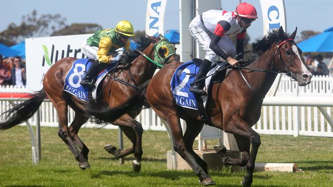 Consistent galloper Fox Appeal will be one of two runners for Wangaratta trainer Craig Weeding in the $250,000 Country Mile Final at Caulfield. Picture: Yuri Kouzmin