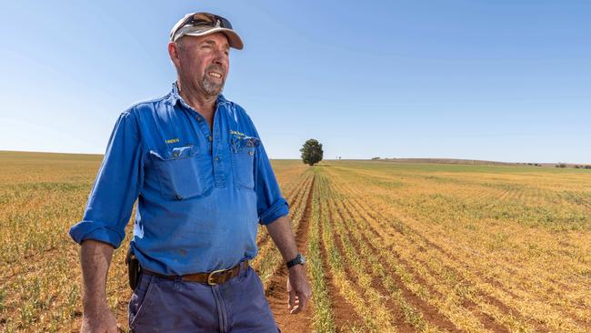 Linden Price with a wheat crop on his Narridy farm. Picture: Ben Clark