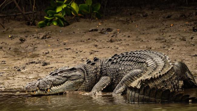 Queensland crocodile numbers are estimated at between 20,000 and 30,000 by the Department of Environment and Science (DES). There are 100,000 crocs in the NT but DES says Qld won't get to that number due to lack of habitat. Picture: Tommy Hayes