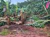 ‘BOM got it so wrong’: Qld farmers’ anger after crops destroyed