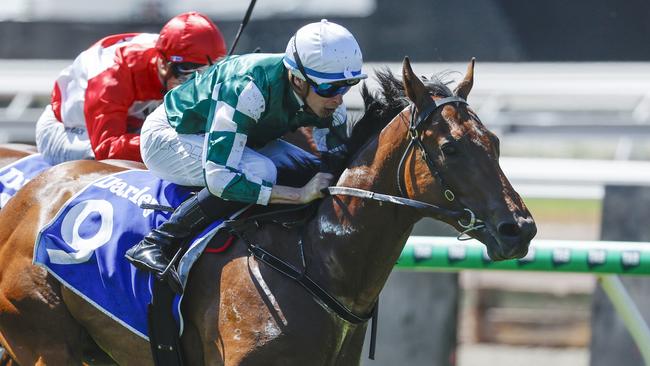 Tycoon Star won the Maribyrnong Plate on debut last spring. Picture: Michael Klein