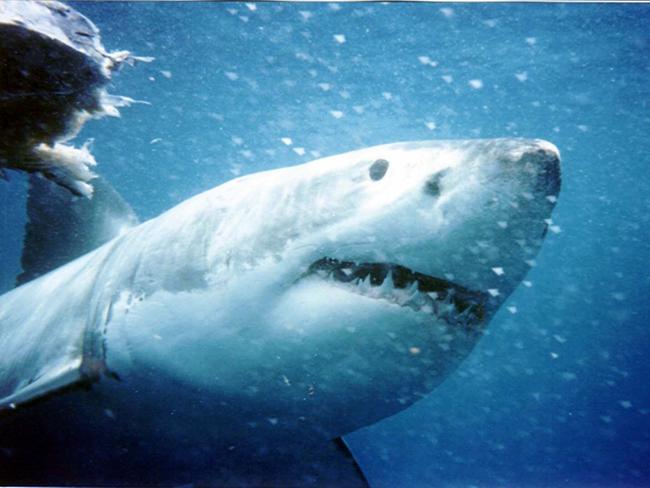 Surfer attacked by shark in NSW