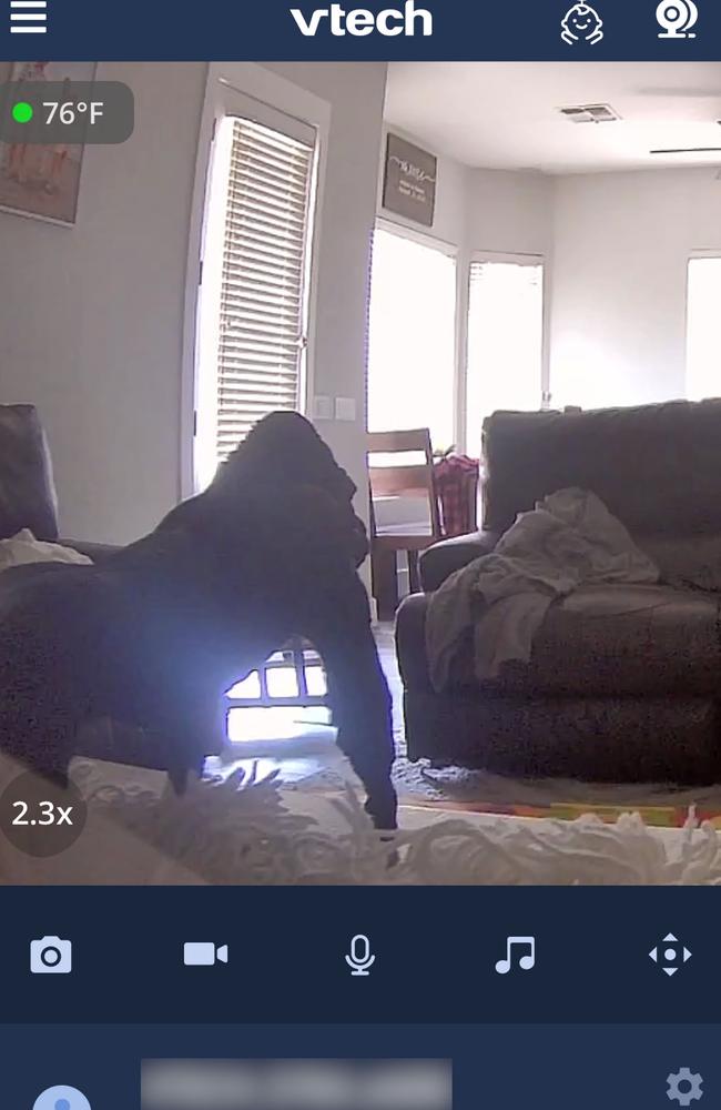 The baby monitor seemingly showed a large gorilla standing inside Maddy Moore’s home. Picture: Kennedy News/Maddy Moore