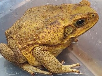 The cane toad caught at Narraweena. Picture: NSW Department of Primary Industries/Ian Turnbull