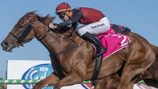 Ryan Plumb rides Nothing Needed to victory. Picture: Greg Irvine/Magic Millions.