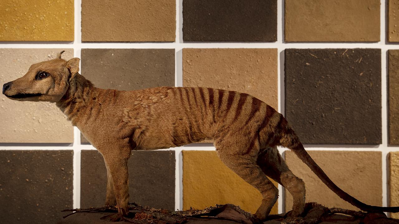 It might sound like science fiction, but the possible second coming of the extinct Tasmanian tiger edged a little closer to reality with the successful genome mapping of its nearest living relation, the numbat.