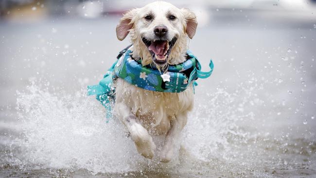 Miss Moneypenny the golden retriever having fun in the water at Clontarf. Picture: Sam Ruttyn